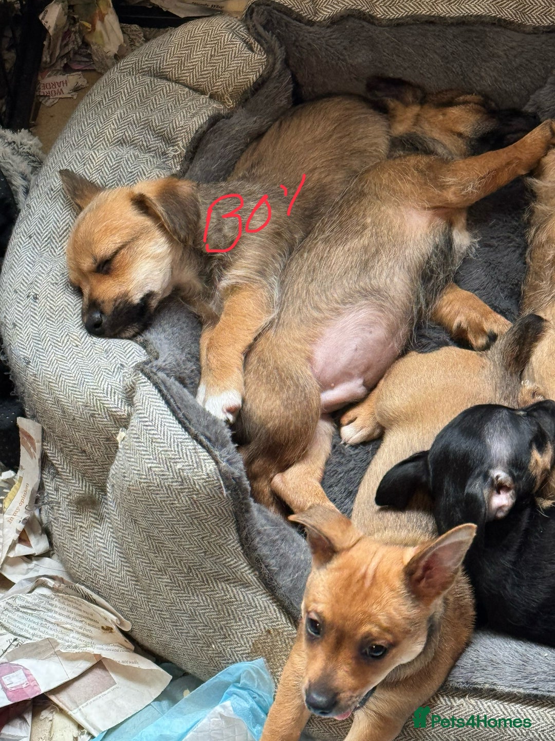 Jack Russell dogs for sale: Norwich terrier cross Jack Russell pups for sale - Image 11