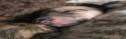 Whippet dogs for sale: KC Registered Small Whippet Puppies  - Advert 26