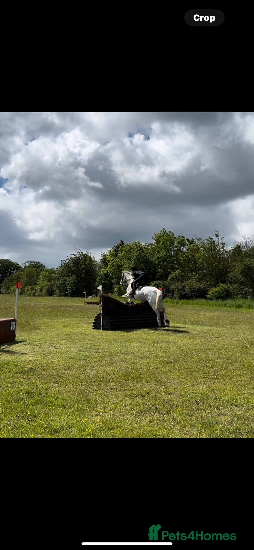 English Warmblood horses for sale: 16hh Schoolmistress  - Image 5
