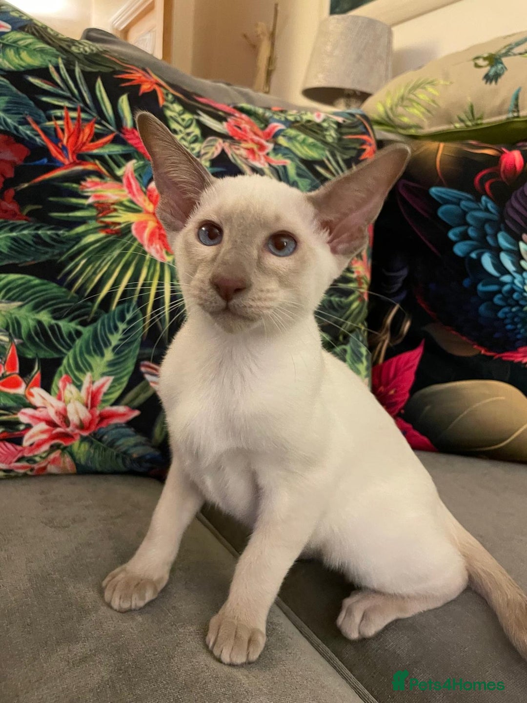 Siamese cats for sale: 2 GCCF Siamese Kittens Available - Advert 2