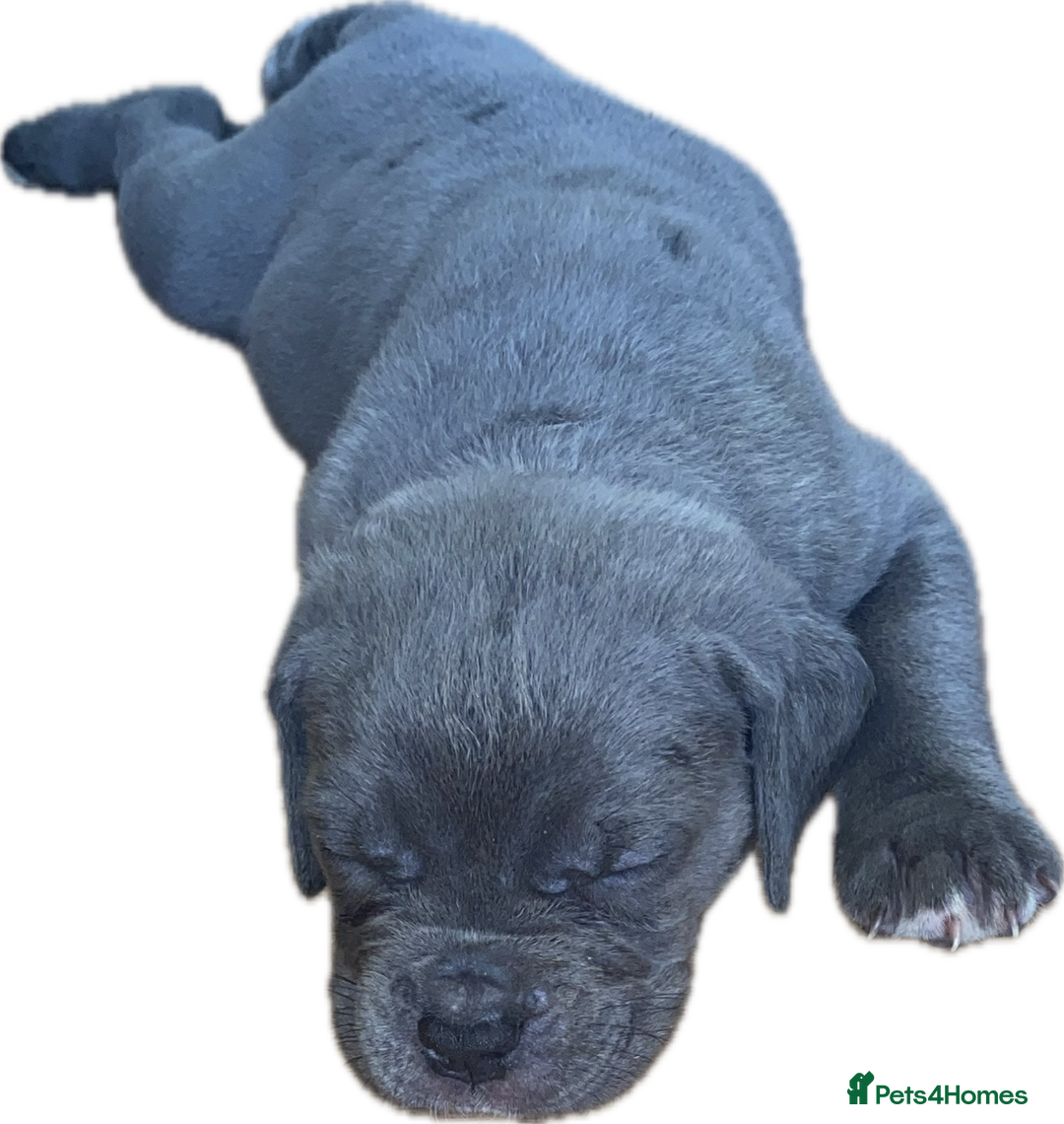 Mixed Breed dogs for sale: LAST FEMALE MISSY Cane Corso X Neapolitan Mastiffs in London - Image 3