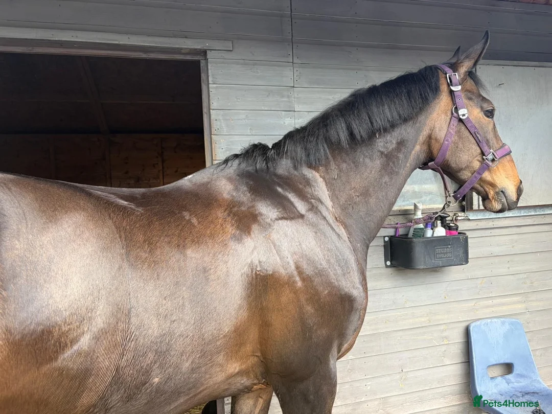 Irish Thoroughbred horses for sale: 16.2HH Irish TB Gelding - Advert 1