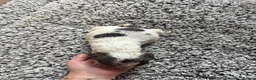 Cocker Spaniel dogs for sale: ❤️ Beautiful KC Show Cocker Spaniel Puppies ❤️ - Advert 30