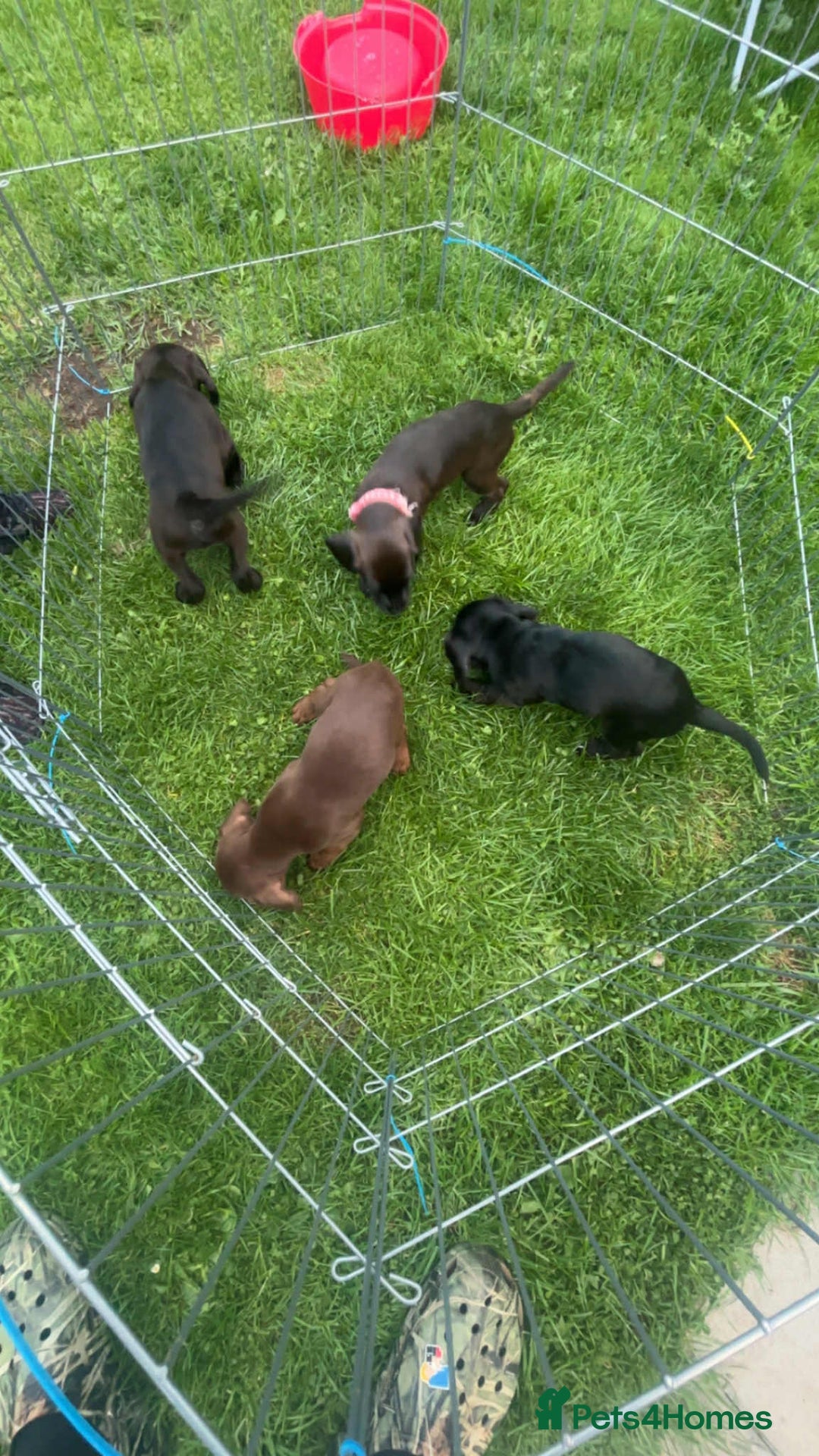 Mixed Breed dogs for sale: Litter of 4 beautiful Cockerdale pups  - Image 6