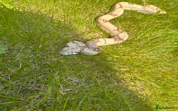 Boa Snake reptiles for sale: Male boa - Image 1