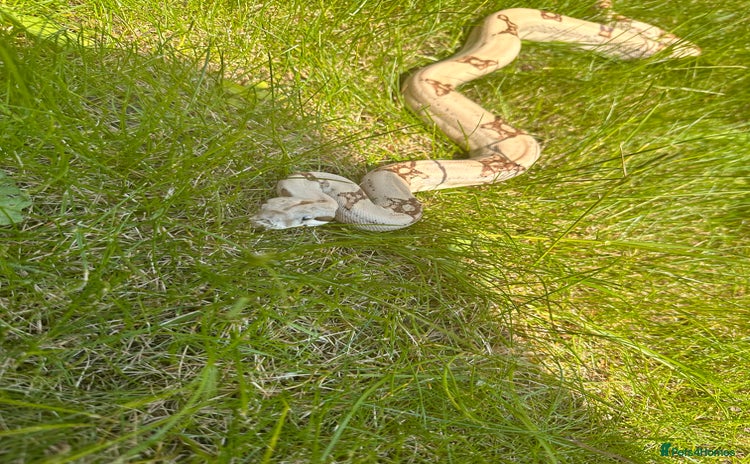 Boa Snake reptiles - Advert 4