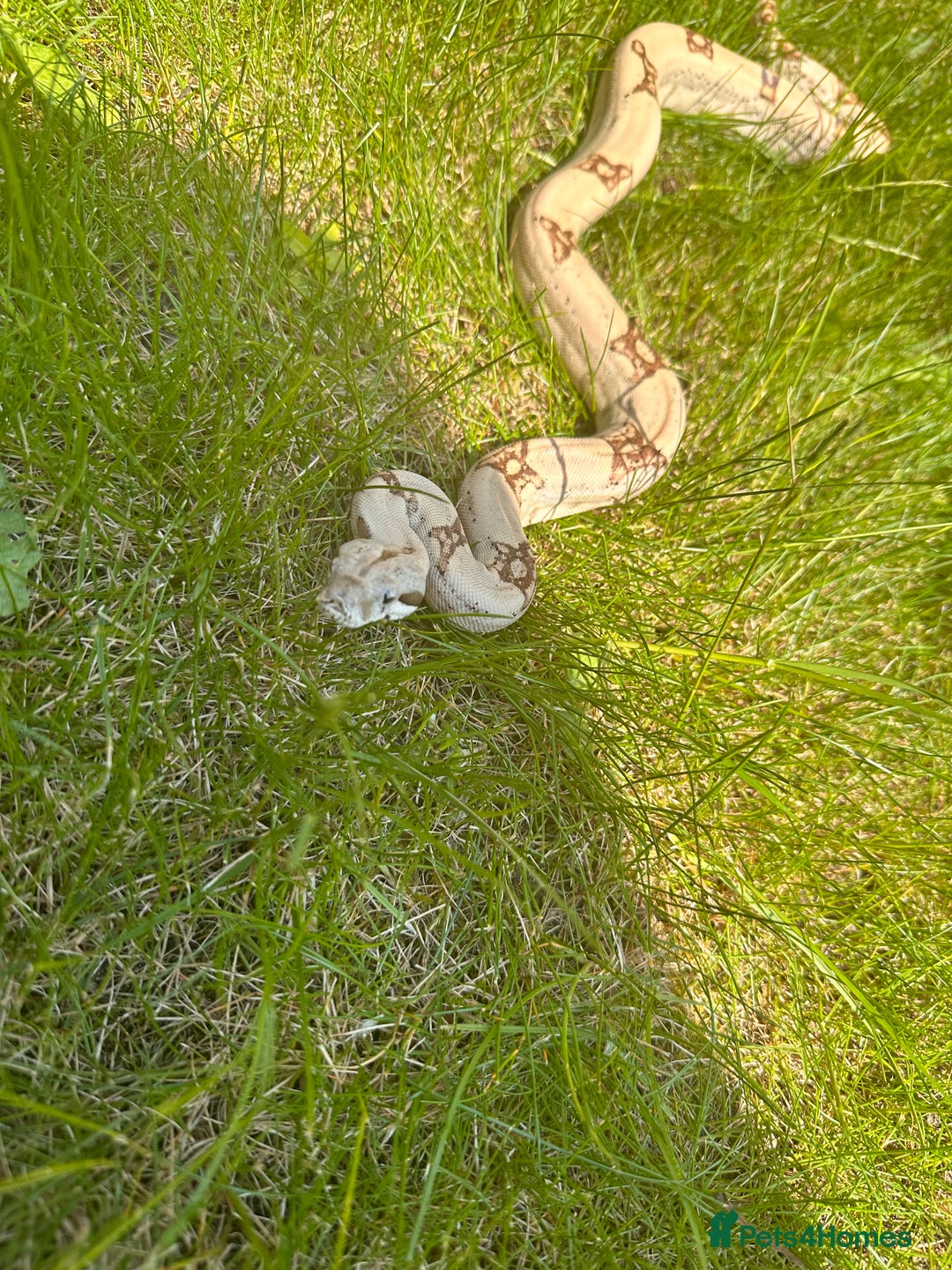 Boa Snake reptiles for sale: Male boa - Image 1