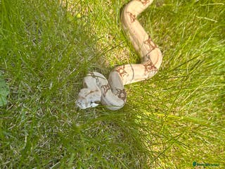 Boa Snake reptiles Male boa - Advert 9