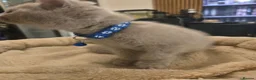 British Shorthair cats for sale: RARE! British Shorthair Kittens Cinnamon & Fawn in London - Advert 33