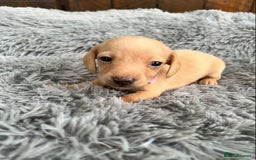 Miniature Dachshund dogs for sale: Quality Miniature Dachshund - Smooth Creams - Image 15