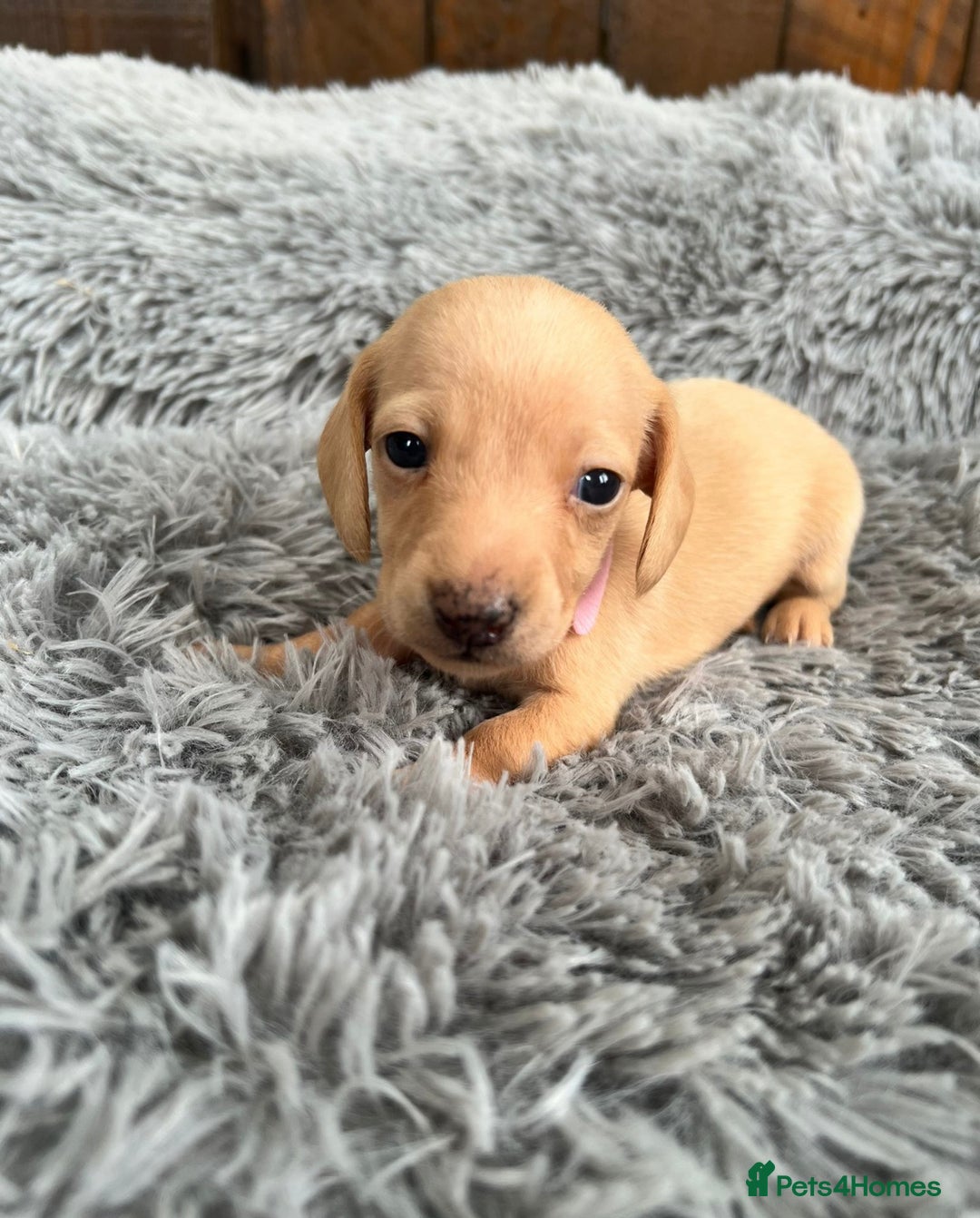 Miniature Dachshund dogs for sale: Quality Miniature Dachshund - Smooth Creams - Image 15