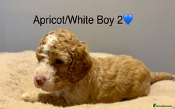 Cockapoo dogs for sale: 🐾STUNNING COCKAPOO PUPPIES🐾DNA TESTED PARENTS🧬 - Image 24