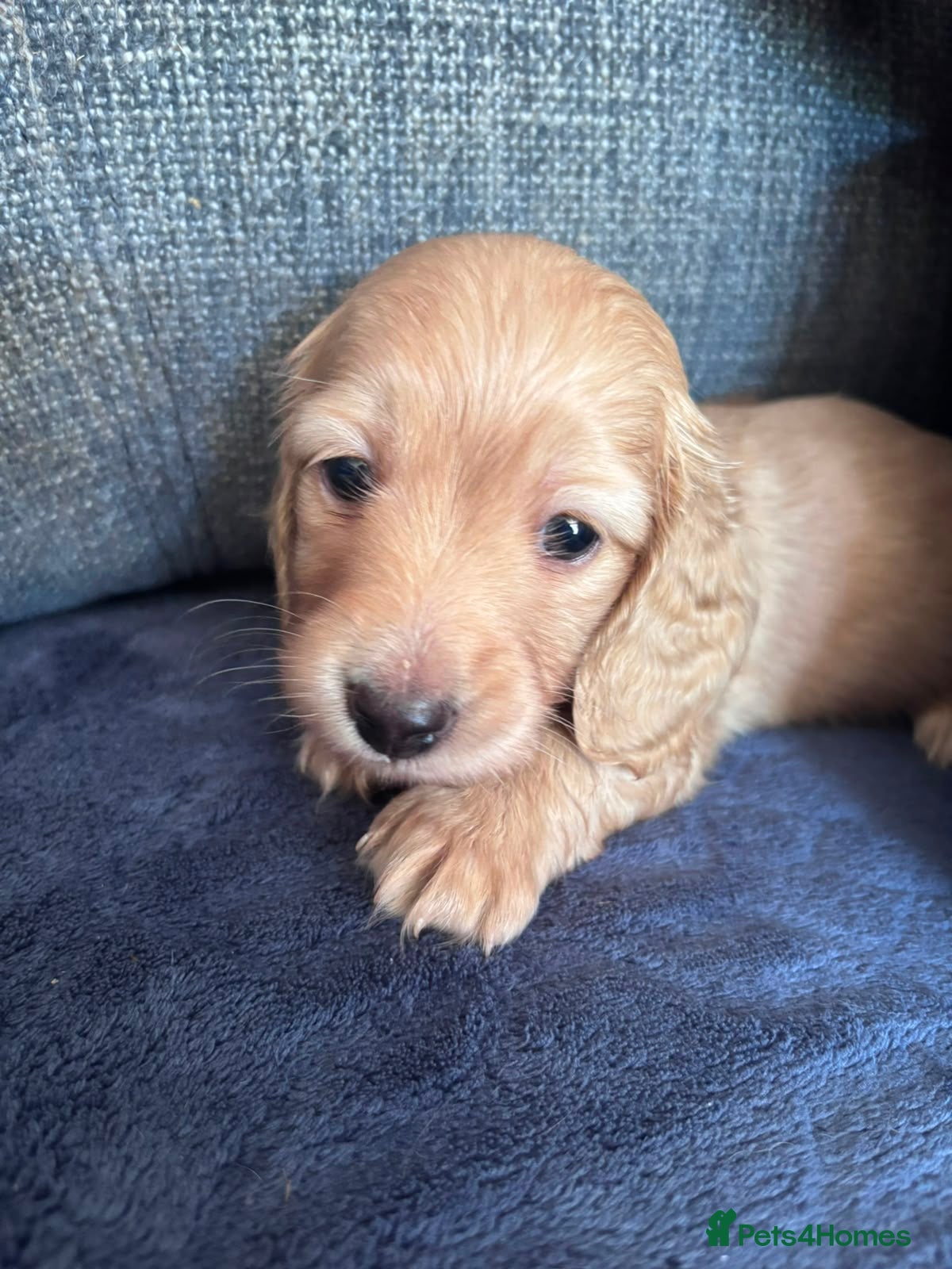 Miniature Dachshund dogs Cream long haired dachshund - Advert 2