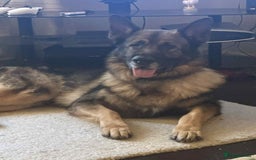 German Shepherd dogs for sale: Playful Smart German Shepherd Needs Home - Advert 1