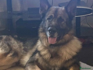 German Shepherd dogs Playful Smart German Shepherd Needs Home - Advert 16