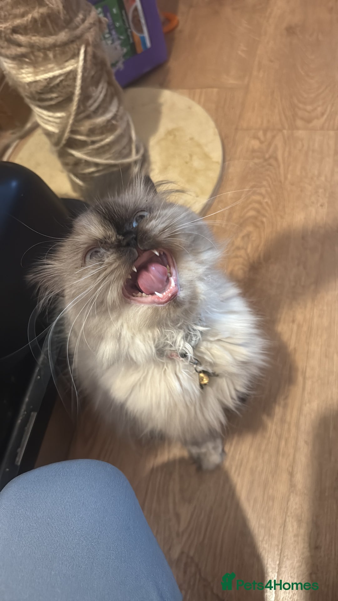 Himalayan cats for sale: 3 kittens Himalayan x Scottish fold Ready now - Image 35