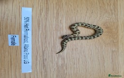 Snake reptiles for sale: Western Hognose CB25 babies UPDATED - Image 2
