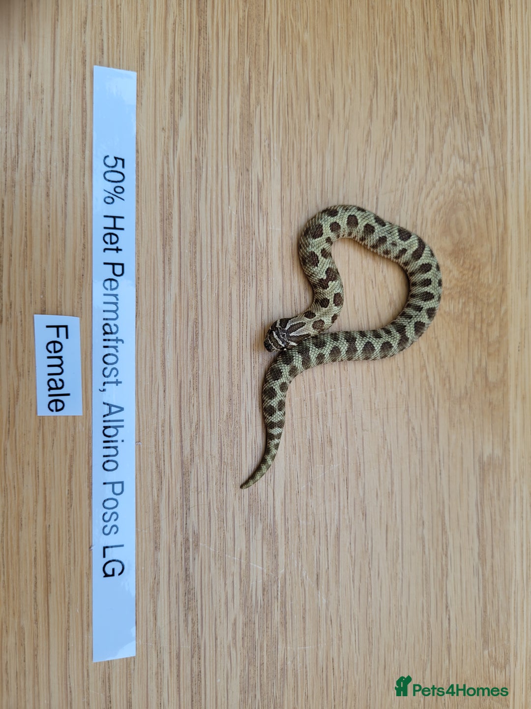 Snake reptiles for sale: Western Hognose CB25 babies UPDATED - Image 2
