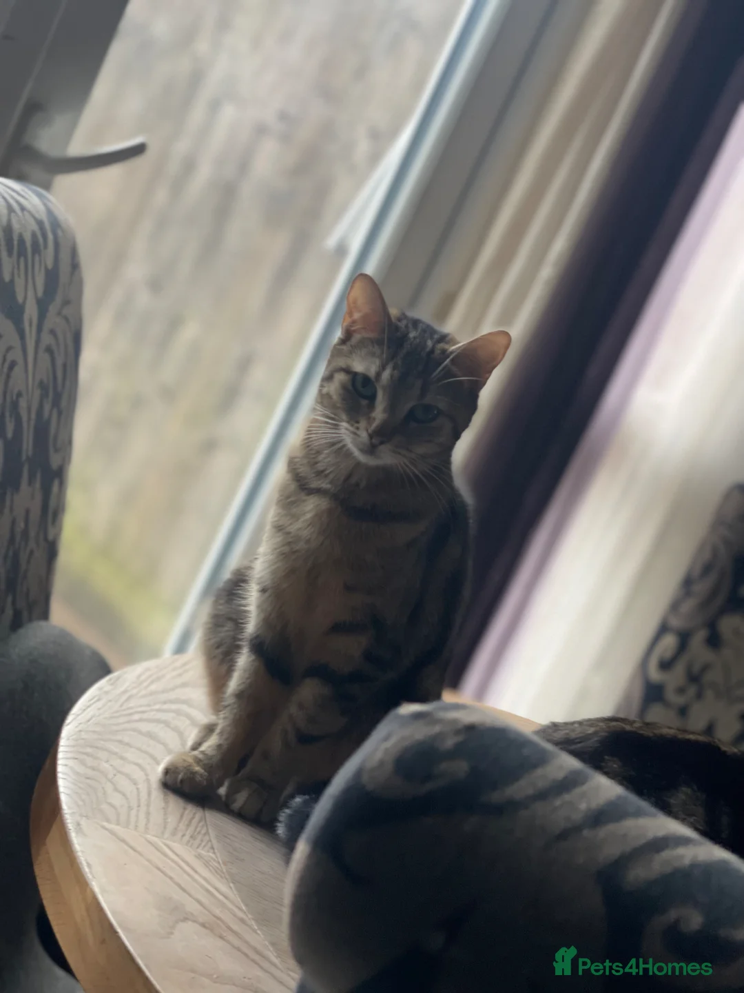 American Shorthair cats for sale: 🔥 Stunning Kittens – Unique Colours – Ready Soon  - Advert 1