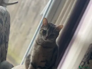 American Shorthair cats 🔥 Stunning Kittens – Unique Colours – Ready Soon - Advert 11