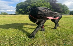 Cane Corso dogs for sale: For sale - Image 4