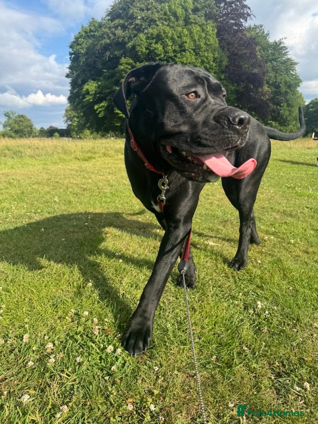 Cane Corso dogs for sale: For sale - Image 4