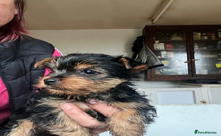 Yorkshire Terrier dogs - Advert 5