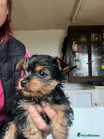 Yorkshire Terrier dogs - Advert 1