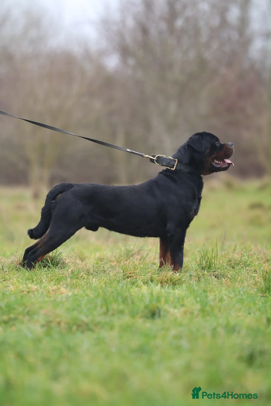 Rottweiler dogs for sale: KC reg health tested Rottweiler puppies - Advert 6