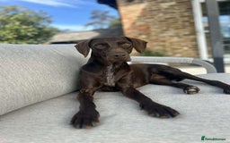 Mixed Breed dogs for adoption: Grace – a quiet, gentle soul needs forever home  - Image 3