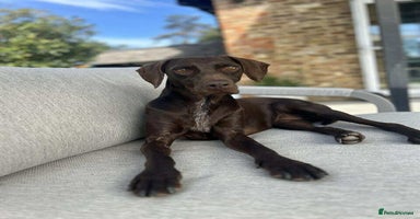 Mixed Breed dogs - Advert 3