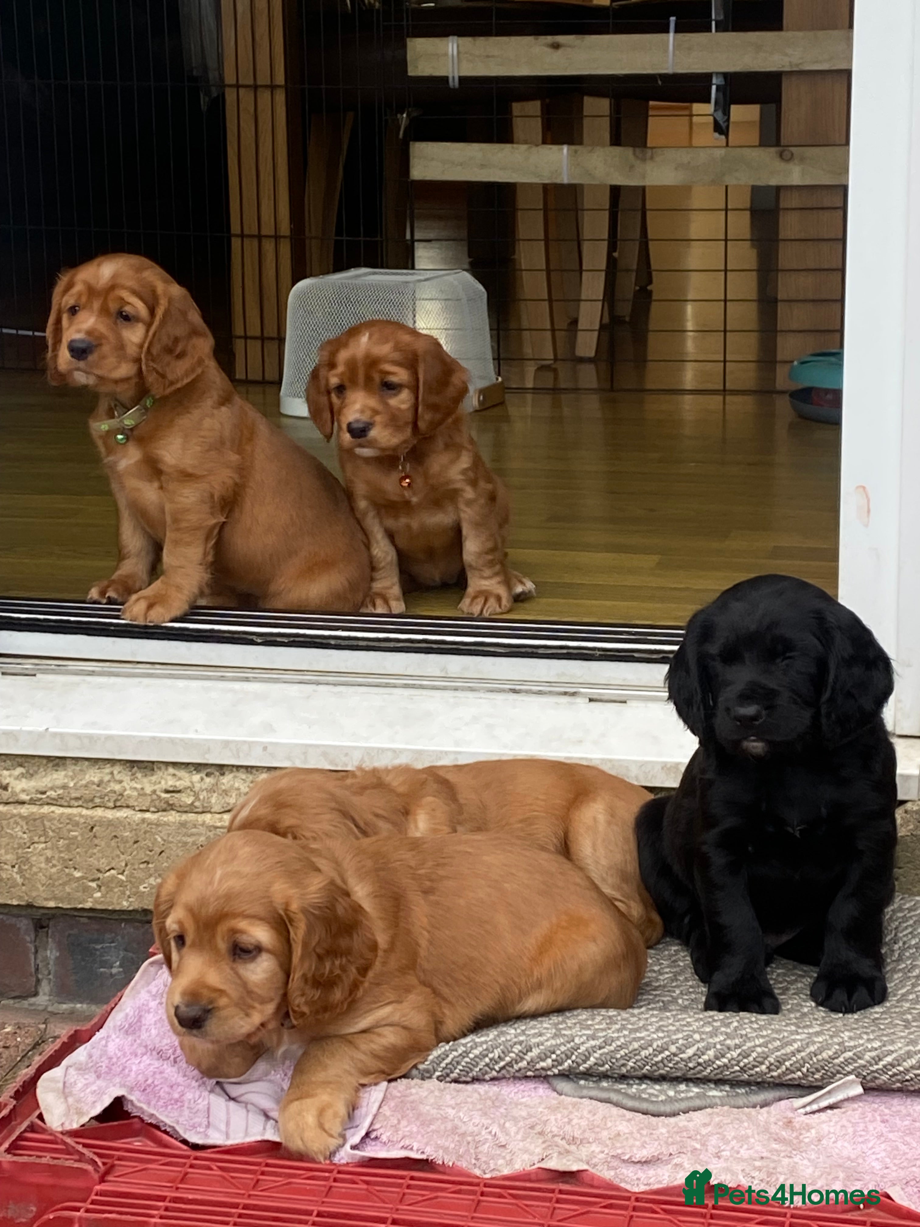Cocker Spaniel dogs 7 cocker spaniel pups  - Advert 2