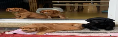 Cocker Spaniel 8