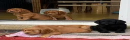 Cocker Spaniel dogs for sale: 2 boys ready now  - Advert 23