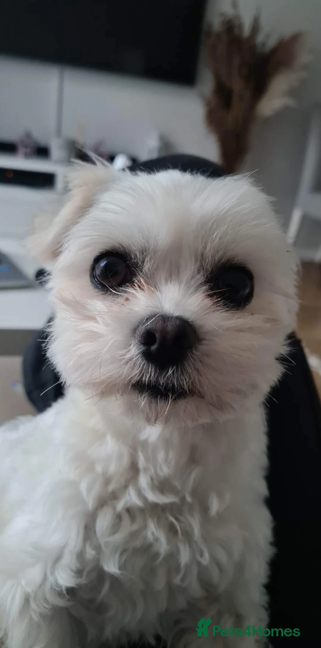 Maltese dogs for stud: beautiful tiny  Maltese boy for stud in Northampton - Advert 2
