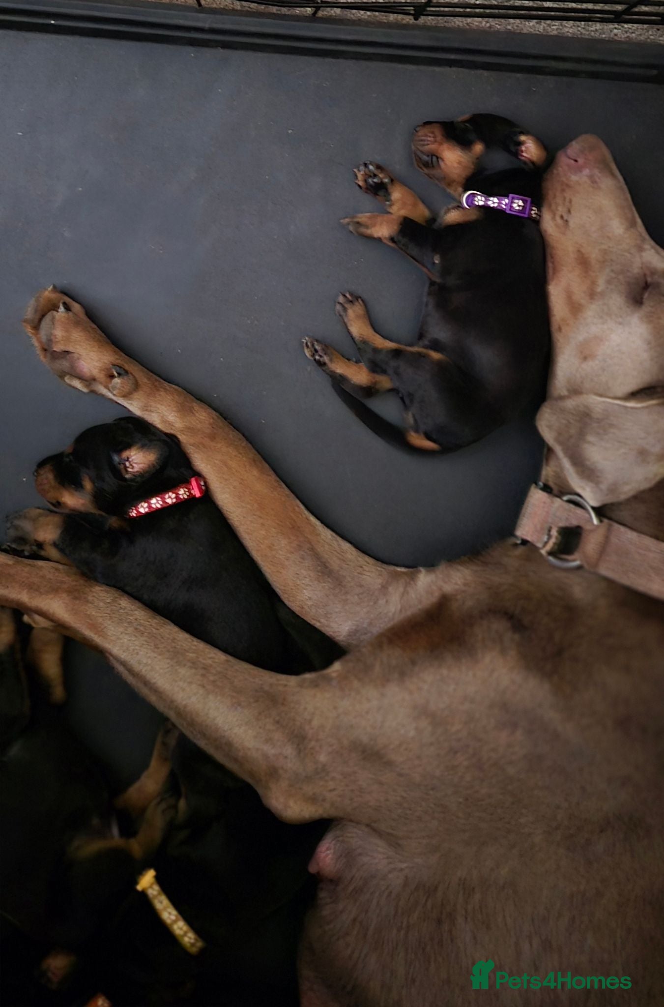 Dobermann dogs Red Colar - Advert 1
