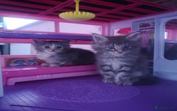 Maine Coon cats for sale: Maine Coon Kittens Parents Fully Health Tested - Image 8