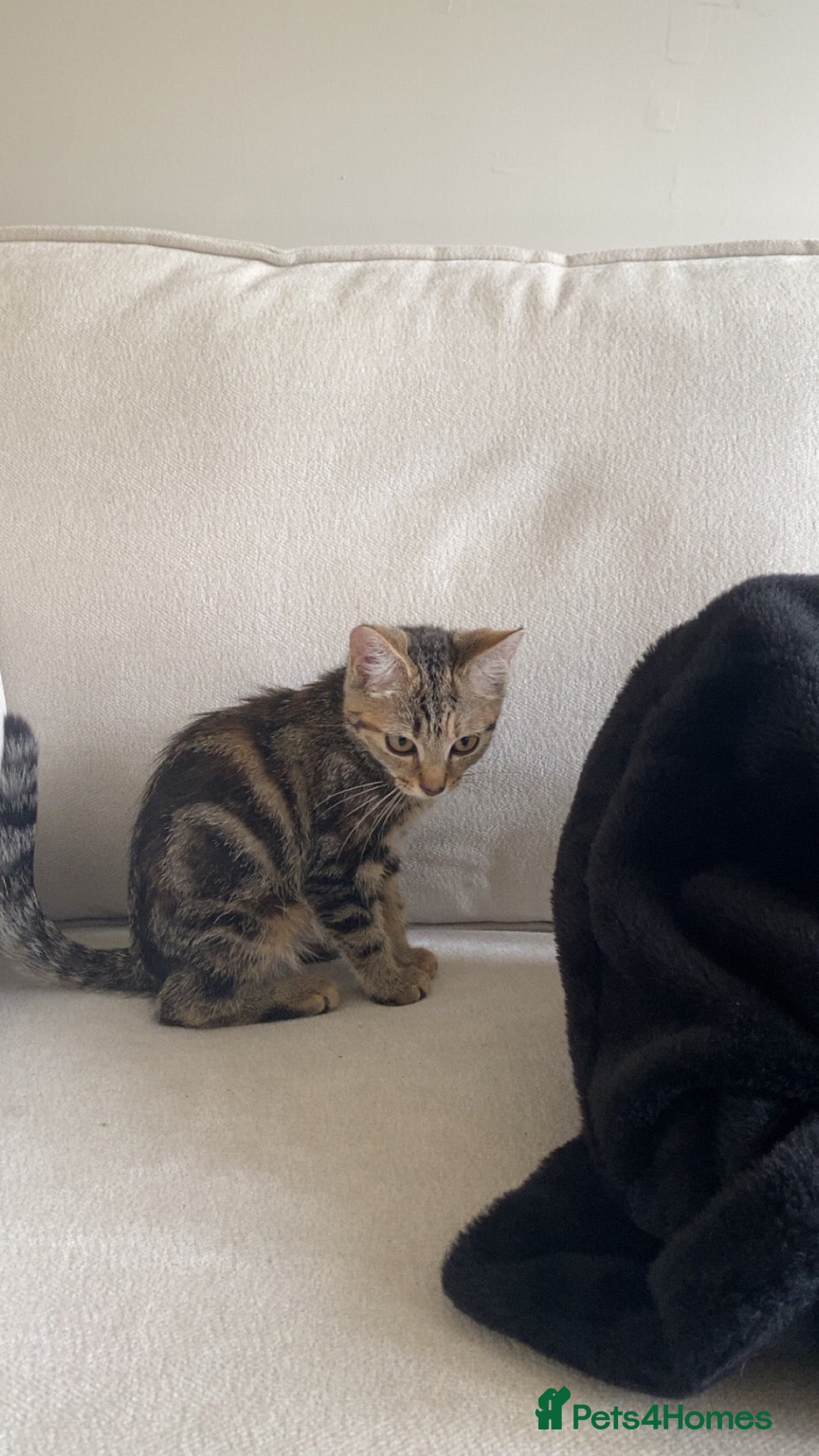Domestic Shorthair cats small tabby ready to go to a caring home. - Advert 1