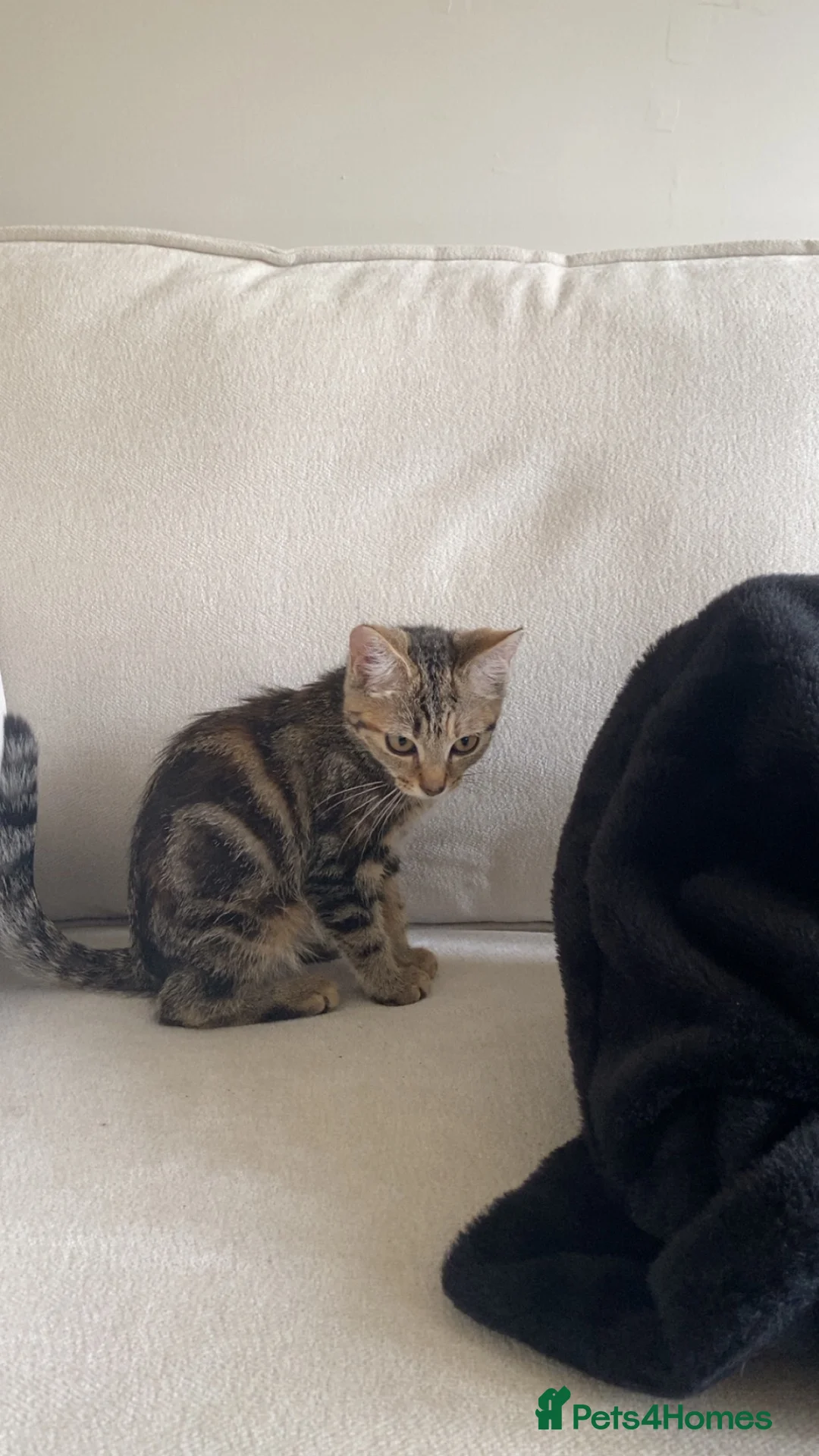 Domestic Shorthair cats for sale: small tabby ready to go to a caring home. - Advert 1