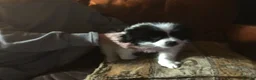 Mixed Breed dogs for sale: Japanese Chin/Jack Russell puppies - Advert 4