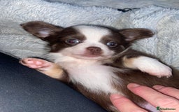 Chihuahua dogs for sale: ❌❌❌ Stunning Long Coat Chihuahua ❌❌❌ - Image 4