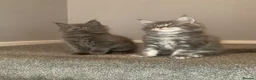 Maine Coon cats for sale: AMAZING TICA REGISTERED KITTENS - Advert 5