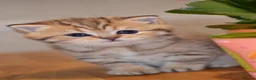 British Shorthair cats for sale: TICA/GCCF British Short//Long Hair Kittens  - Advert 11