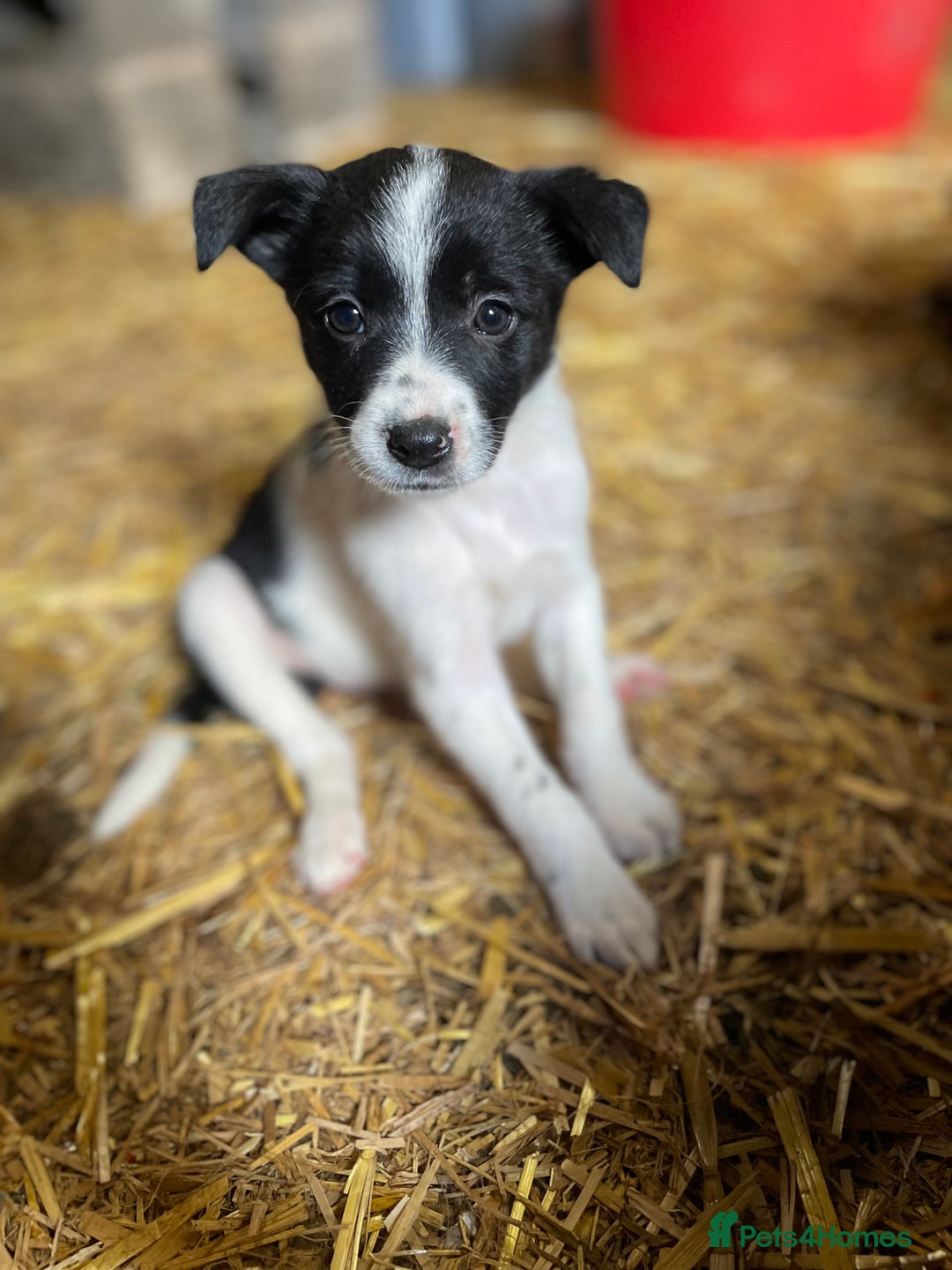 Mixed Breed dogs for sale: Collie x puppies - Image 9