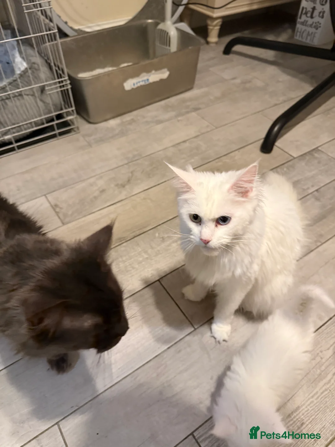 Maine Coon cats for sale: Maine Coon all white kitten 🐈‍⬛  - Advert 6