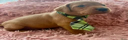Labrador Retriever dogs for sale: KC Reg Labradors from Fully Health tested parents - Advert 11