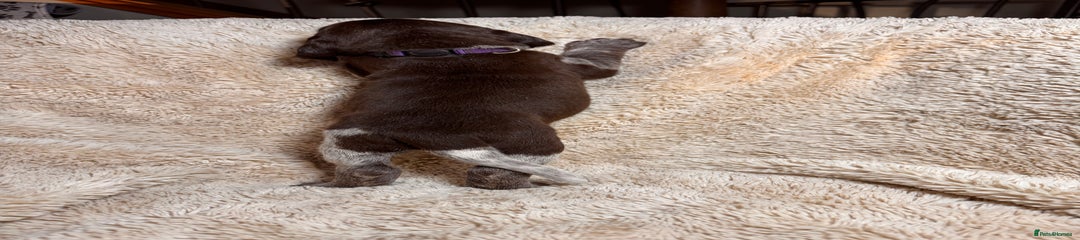 German Shorthaired Pointer Puppy 6