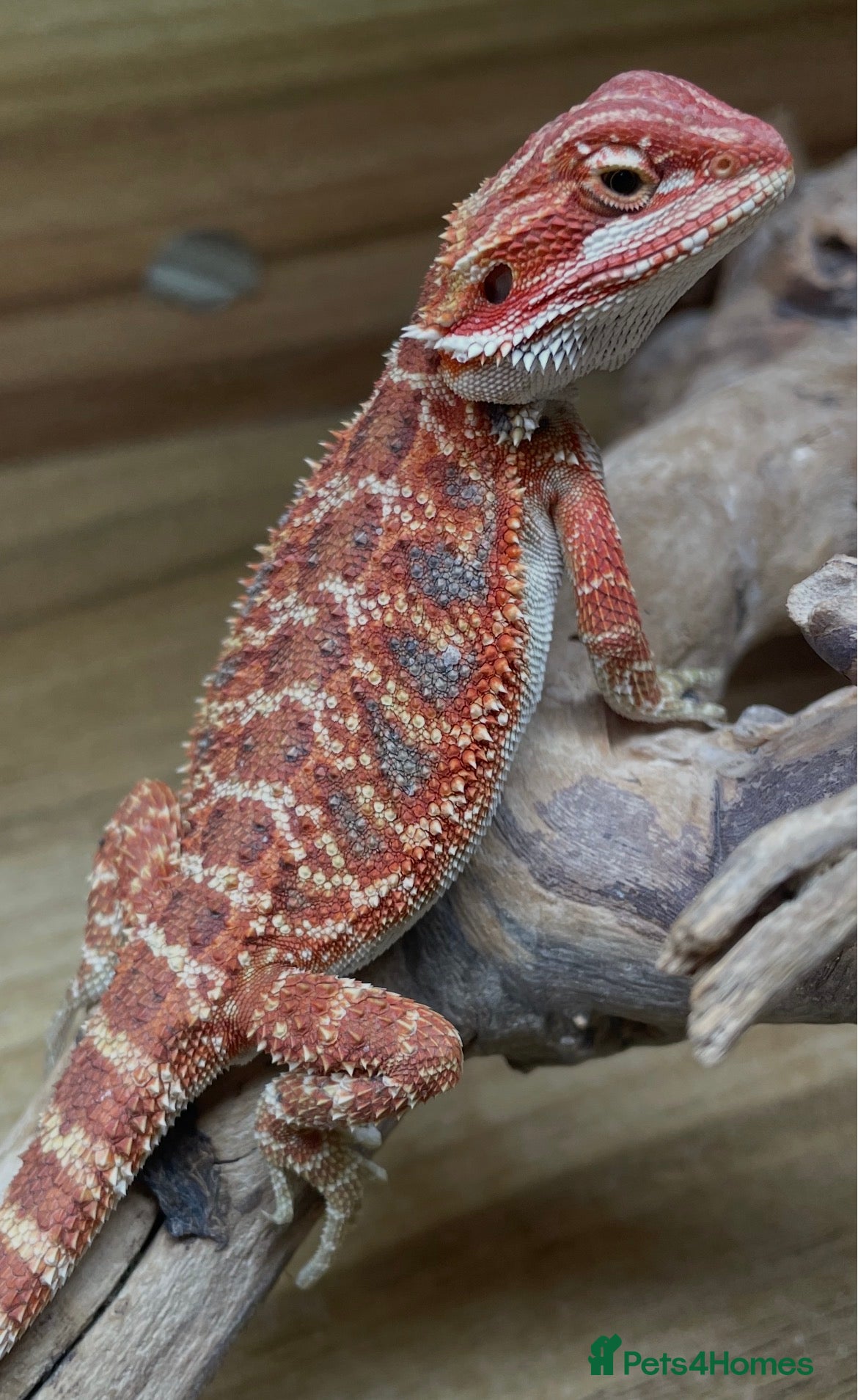 Bearded Dragon reptiles Bearded Dragons Red G-Stripe Zero Trans License - Advert 1