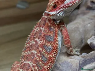 Bearded Dragon reptiles Bearded Dragons Red G-Stripe Zero Trans License - Advert 1