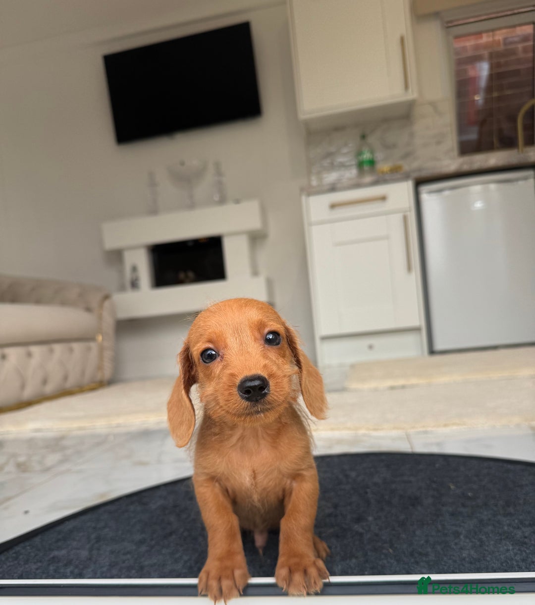 Mixed Breed dogs for sale: Stunning daxiepoos - Advert 7